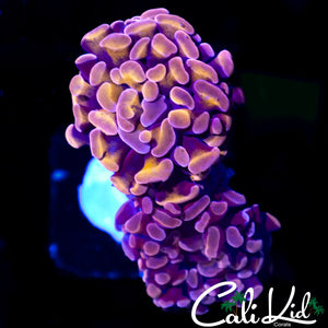 PURPLE / GOLD BRANCHING HAMMER