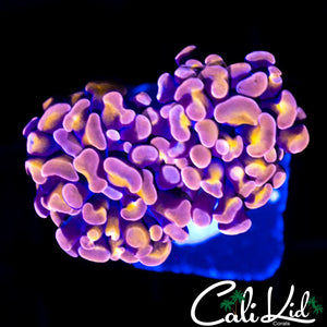 PURPLE / GOLD BRANCHING HAMMER