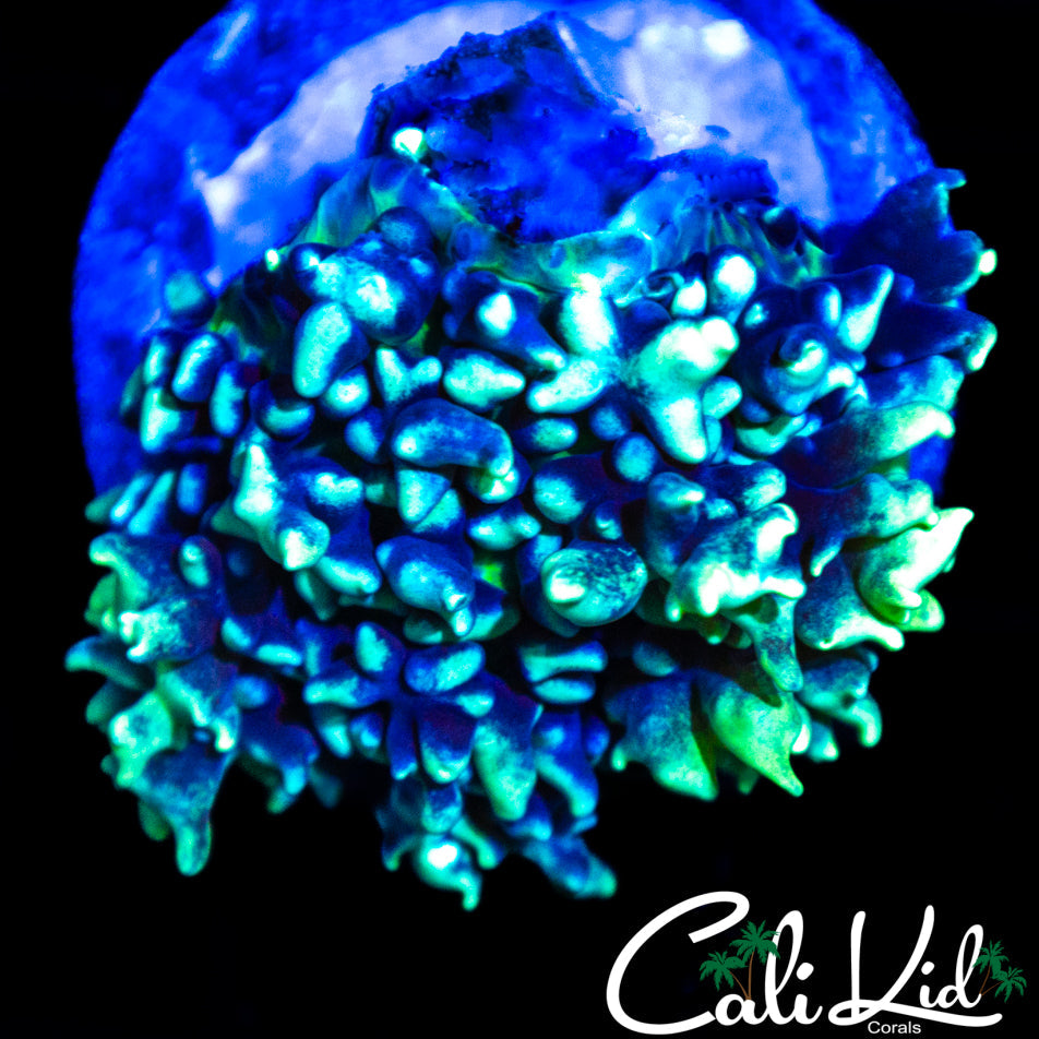 FROSTED BUBBLE MUSHROOM