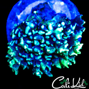 FROSTED BUBBLE MUSHROOM