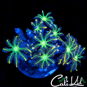 RAINBOW CLOVES POLYPS