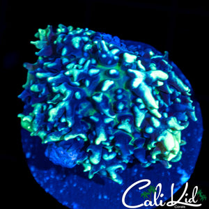 FROSTED BUBBLE MUSHROOM