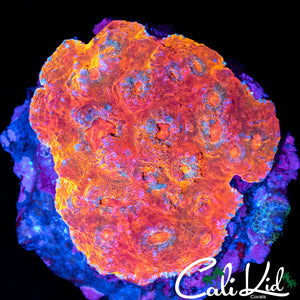 RAINBOW SWIRL CHALICE COLONY