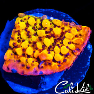 RAINBOW PHOENIX MONTI