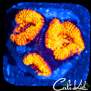 MYSTERY ACAN TRIPLE