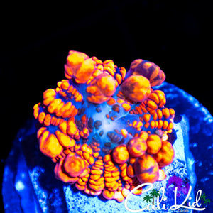 FLAMETHROWER BOUNCE MUSHROOM