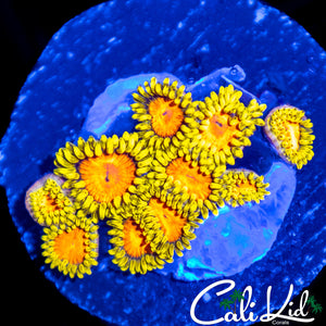 CK BLAZIN CAJUN MINI COLONY