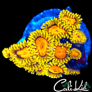 CK BLAZIN CAJUN MINI COLONY
