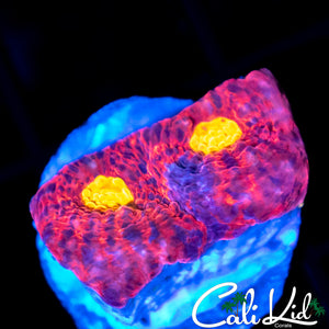 INDO RAINBOW EYE CHALICE
