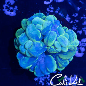 SPLATTER BABY BUBBLE