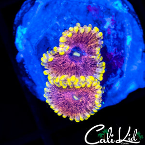 MYSTERY ZOA DOUBLE