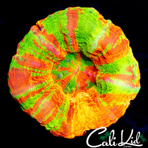 AMAZING REVERSE TYPE SCOLY