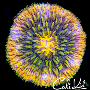 RARE GLITTER RAINBOW FUNGIA