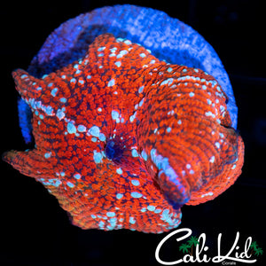 LARGE RED DEVIK SHROOM MORPH