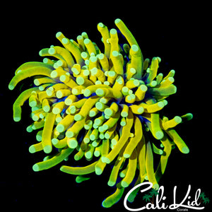 GOD TYPE TORCH MORPH