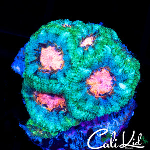 PINK EYE MICROMUSSA