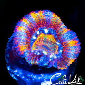 INSANE RAINBOW ACAN