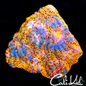 RAINBOW CONVICT CHALICE FRAG