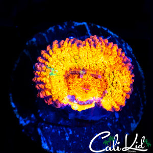 INTENSE RAINBOW ACAN