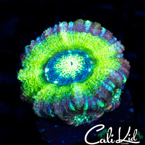 RARE ASIAN ACAN TRIPLE