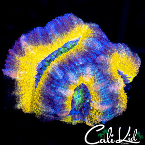 CK LEMON HEAD TRIPLE