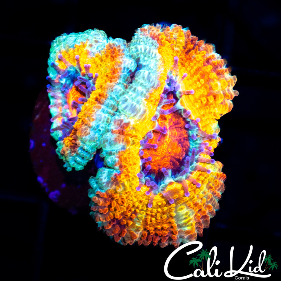 ULTRA ACAN DOUBLE