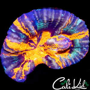 RARE TRI COLOR SCOLY DOUBLE
