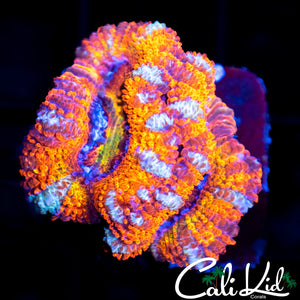 RAINBOW EYE ACAN DOUBLE
