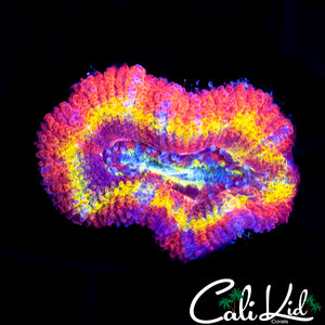 FLAMIN RAINBOW ACAN