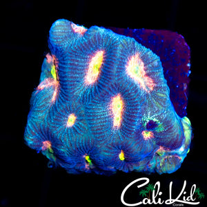 RAINBOW EYE PLATY FRAG
