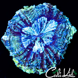 HYPER RIM ACANTHO / MEAT CORAL