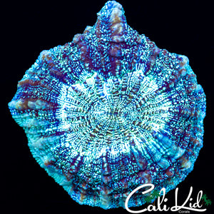 ULTRA SPECKLED ACANTHO / MEAT CORAL