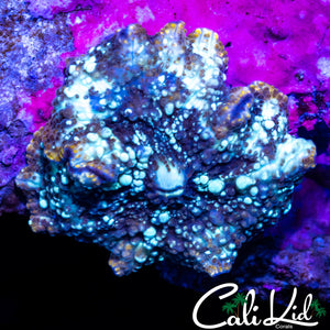 MYSTERY DISCOSOMA SHROOM