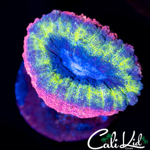 NEON PINK RIM LOBO