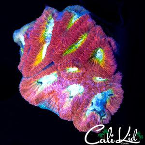 RARE RAINBOW EYE FAVIA