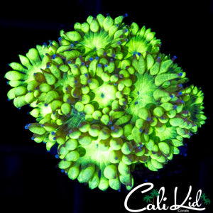 BLUE TIP ULTRA GONI