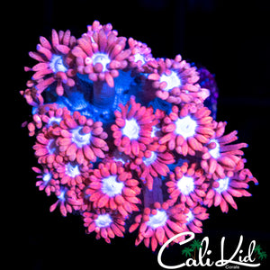 BI COLOR GONI
