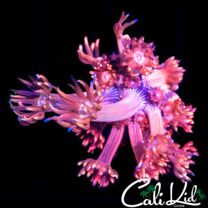 STRAWBERRY WINE GONI