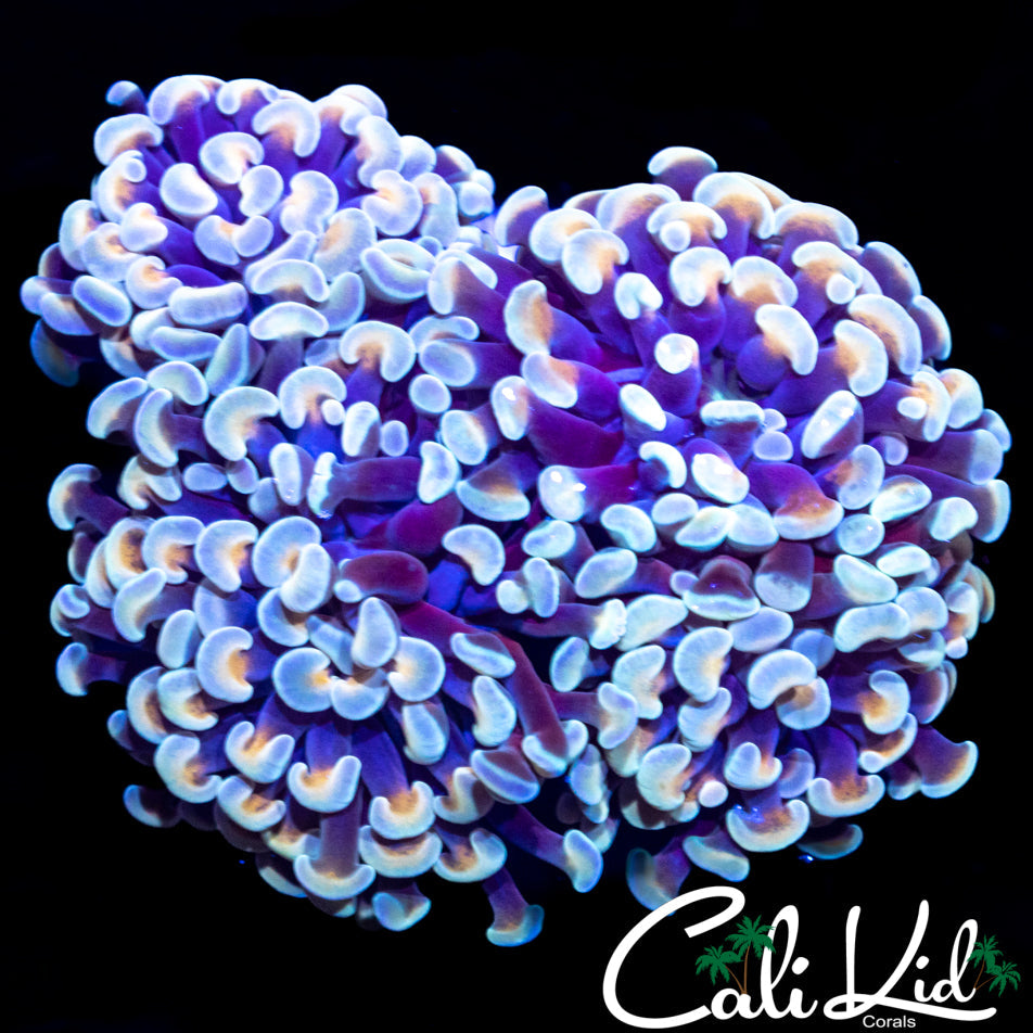 BI COLOR BRANCHING HAMMER TRIPLE