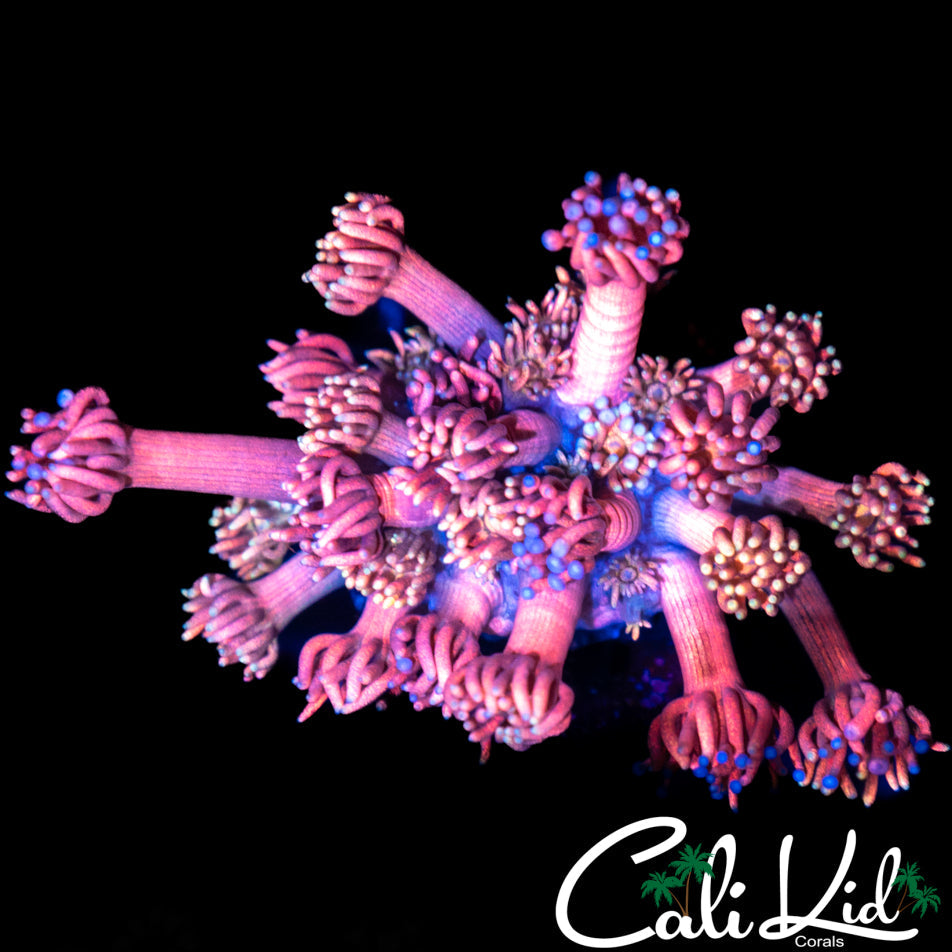 MALYASIAN RAINBOW GONI