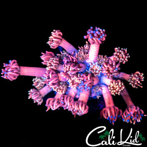 MALYASIAN RAINBOW GONI