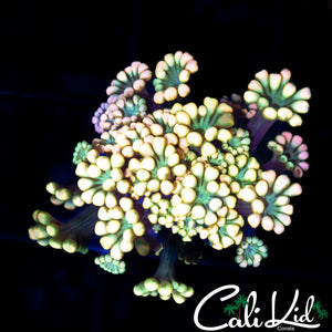 RAINBOW PASSION ALVEOPORA