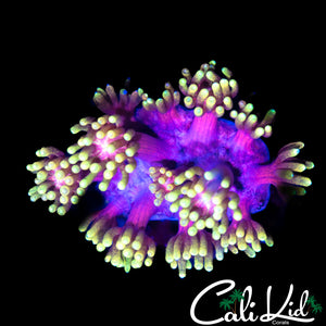 HOT PINK GOLD GONI