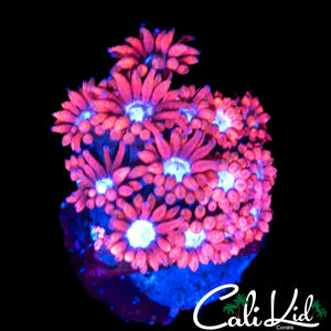 FLOWER PETAL GONI