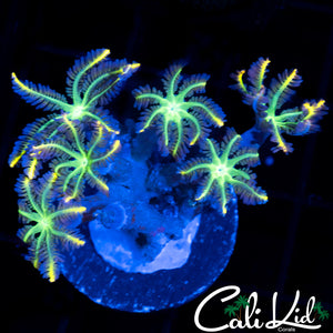 RAINBOW CLOVES FRAG