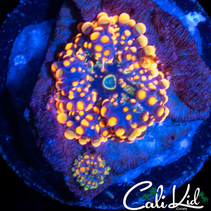 GREEN SPECKLED RIC DOUBLE