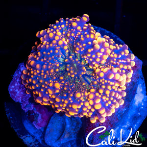 GREEN SPECKLED RICORDIA