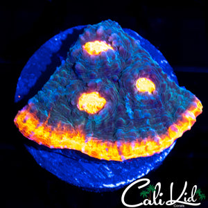 FLAMIN RIM CHALICE