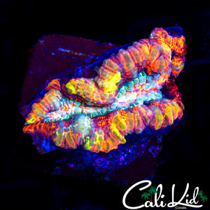 RAINBOW WILSONI FRAG