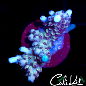 PURPLE POLYP ACRO